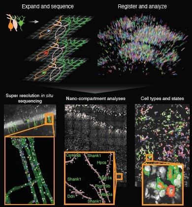 This technology allows sequencing of RNA molecules with nanoscale precision inside brain tissues and human cancer tissues.