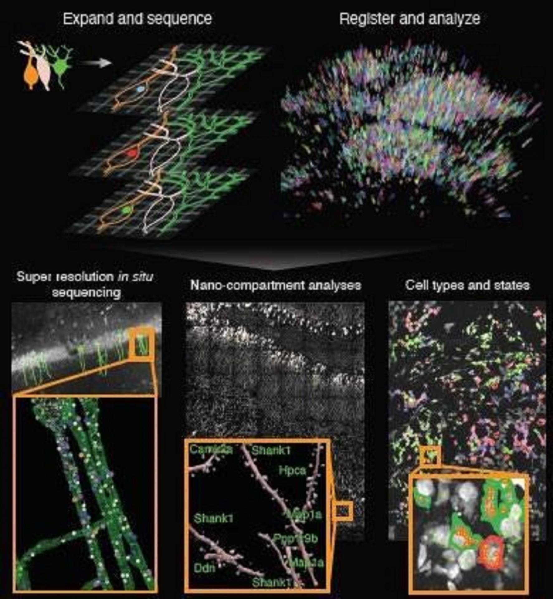 The Alon lab developed a technology to study tissues by physically expanding them, using new chemistries and image analysis tools. This technology allows sequencing of RNA molecules with nanoscale precision inside brain tissues and human cancer tissues.