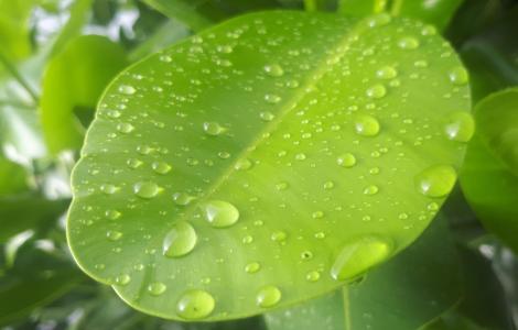 raindrops-wet-leaves