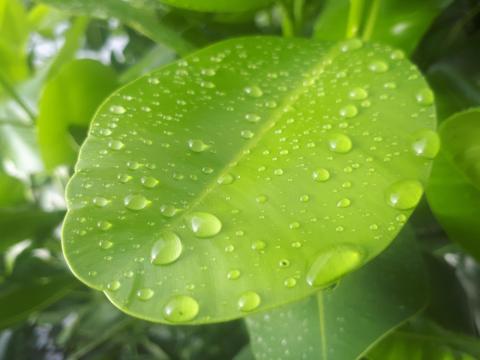 raindrops-wet-leaves