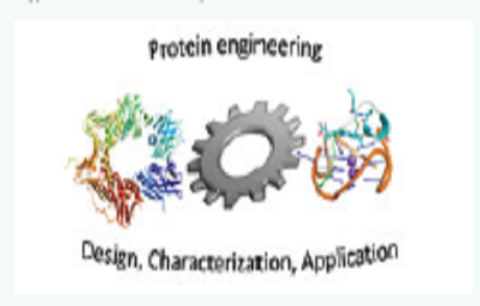 Our work focuses on designing proteins for protein-based materials and to explore protein-DNA interactions