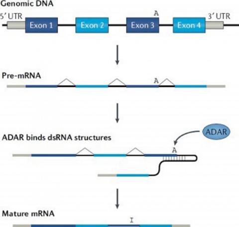 Pre-mRNA molecules transcribed from the genome may fold form double-stranded RNA structures. ADAR enzymes bind these structures and deaminate some adenosines to inosines. If these inosines are located in an exon, they will be present in the mature mRNA