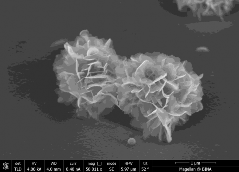 SEM image of hydroxyhapetite crystal growth on pp films coated with a thin layer of polybisphosphonate
