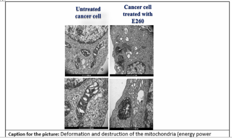 Deformation and destruction of the mitochondria (energy power station) of metastatic cancer cells (indicated by blue arrows the right panels which represent two magnification) by the newly developed anti-cancer agent-E260.