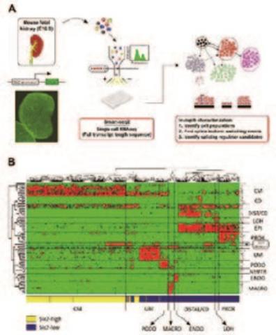 2D embedding of single cell gene expression profiles in the developing embryonic kidney