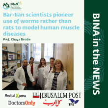 Bar-Ilan scientists pioneer use of worms rather than rats to model human muscle diseases